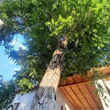 The House Villa Temeşvar