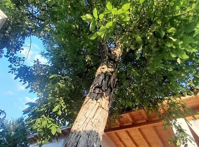 The House Villa Timişoara